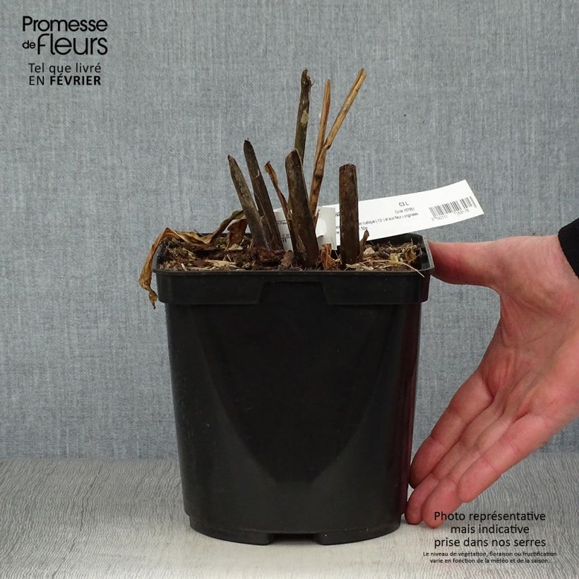 Spécimen de Canna edulis - Canna comestible, Balisier rouge Pot de 2L/3L tel que livré en hiver