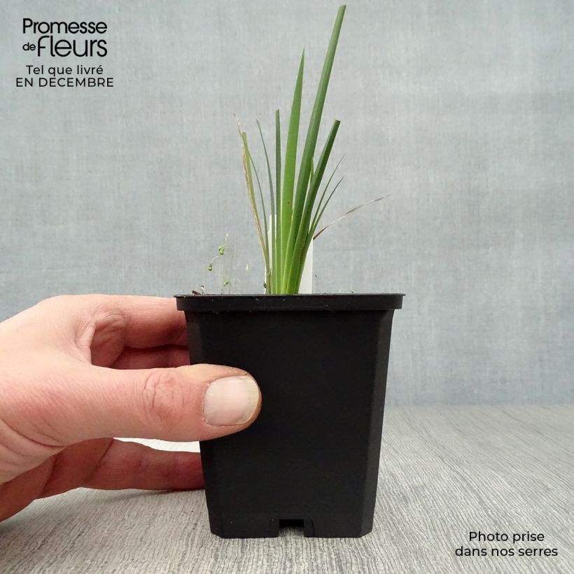 Spécimen de Canne à pêche des Anges - Dierama pulcherrimum Godet de 8/9 cm tel que livré en hiver