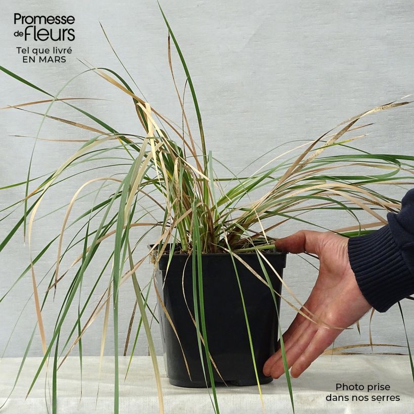 Dierama Pink Rocket Vaso da 2L/3L esemplare consegnato in primavera