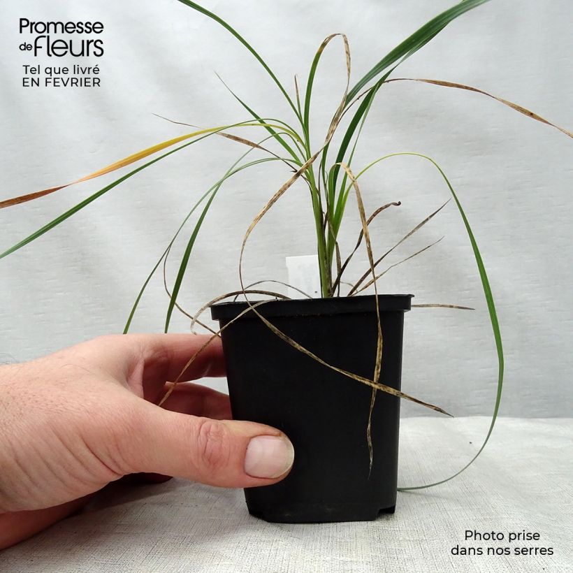 Spécimen de Canne à pêche des anges - Dierama trichorhizum Godet de 8/9 cm tel que livré en hiver