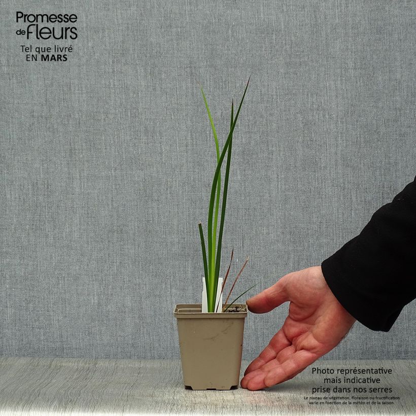 Spécimen de Canne à pêche des anges - Dierama trichorhizum Godet de 8/9 cm tel que livré au printemps