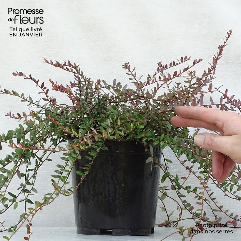 Spécimen de Canneberge - Cranberry- Vaccinium macrocarpon Pilgrim Pot de 1,5L/2L, Buisson tel que livré en hiver
