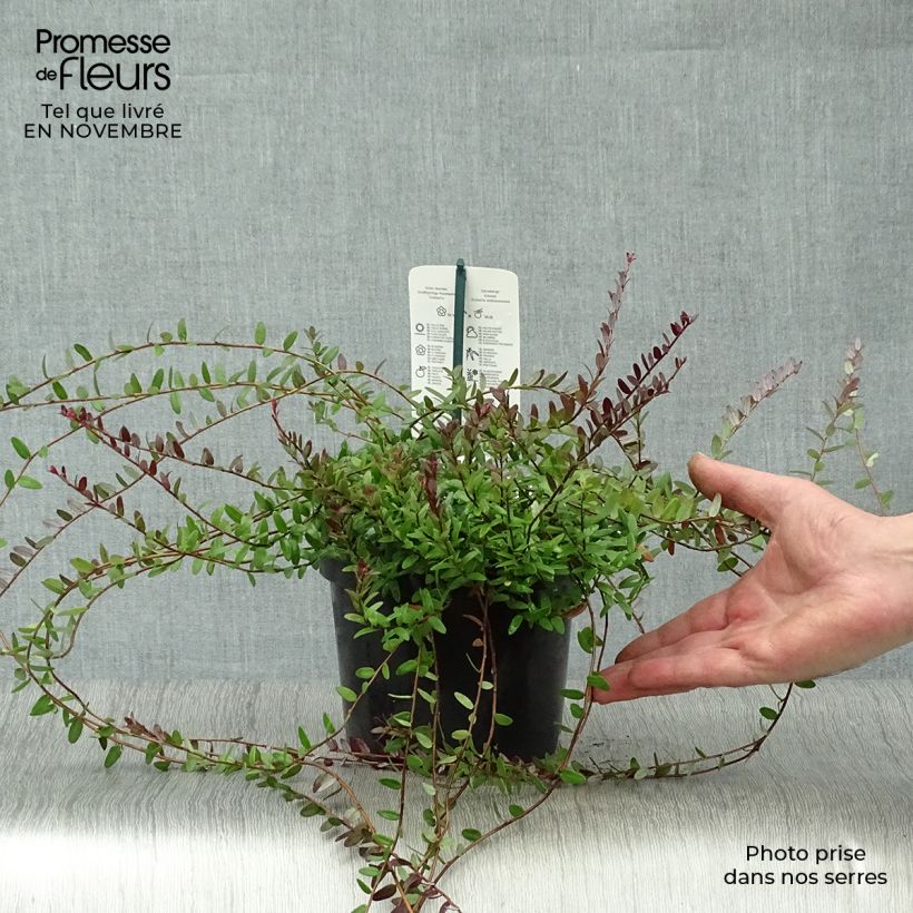 Spécimen de Canneberge - Cranberry- Vaccinium macrocarpon Pilgrim Pot de 1,5L/2L, Buisson tel que livré en automne