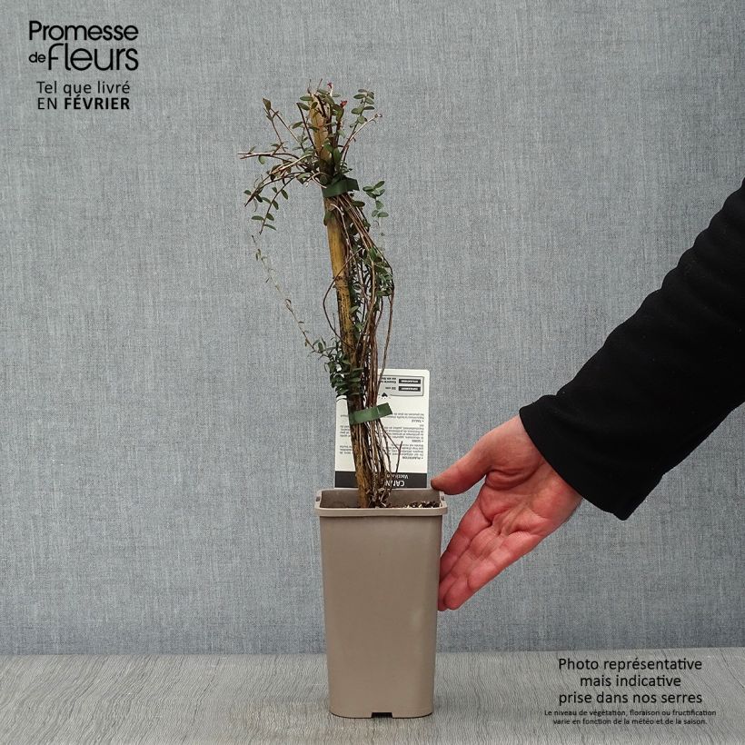 Spécimen de Canneberge - Cranberry - Vaccinium macrocarpon Pot de 1,5L/2L, Buisson tel que livré en hiver