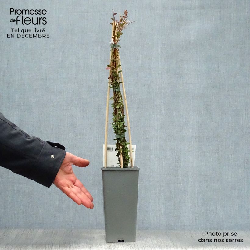 Spécimen de Canneberge Early Black - Vaccinium macrocarpon - Cranberry Pot de 1,5L/2L, Buisson tel que livré en hiver