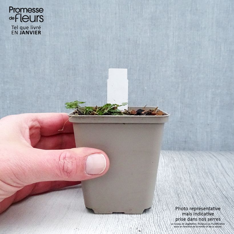 Spécimen de Cardamine pratensis Flore Pleno, Cresson des près Godet de 8/9 cm tel que livré en hiver