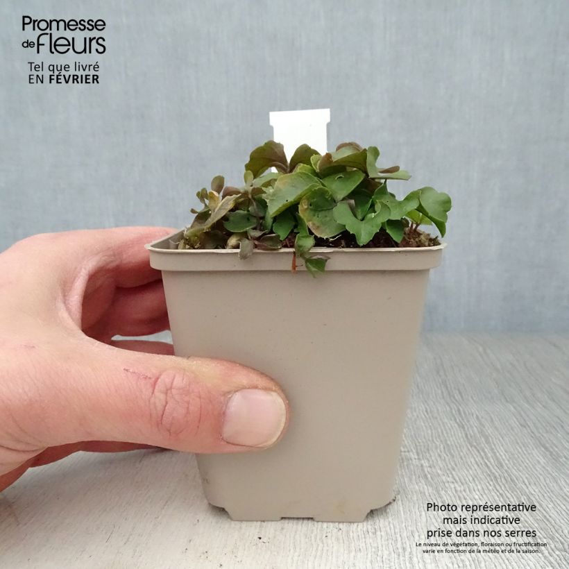 Spécimen de Cardamine trifolia - Cardamine à trois folioles Godet de 8/9 cm tel que livré en hiver