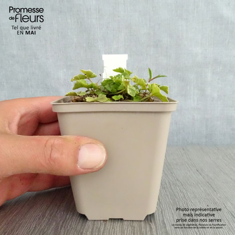 Spécimen de Cardamine trifolia - Cardamine à trois folioles Godet de 8/9 cm tel que livré au printemps