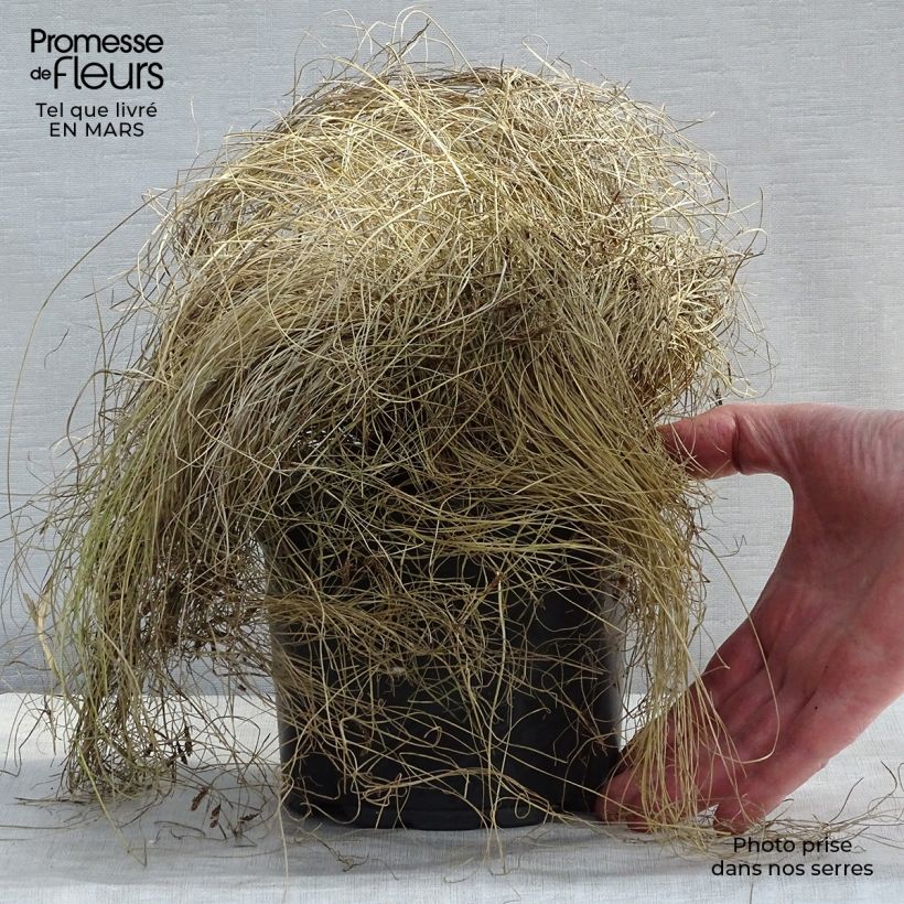 Spécimen de Carex comans Frosted Curls Pot de 2L/3L tel que livré en hiver
