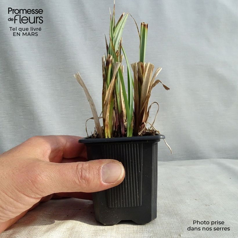 Spécimen de Carex acutiformis - Fausse laîche aigüe Godet de 8/9 cm tel que livré en hiver