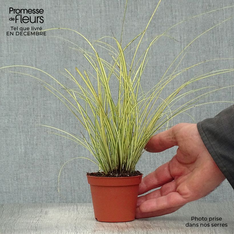 Spécimen de Carex brunnea Jenneke - Laîche Godet de 8/9 cm tel que livré en hiver