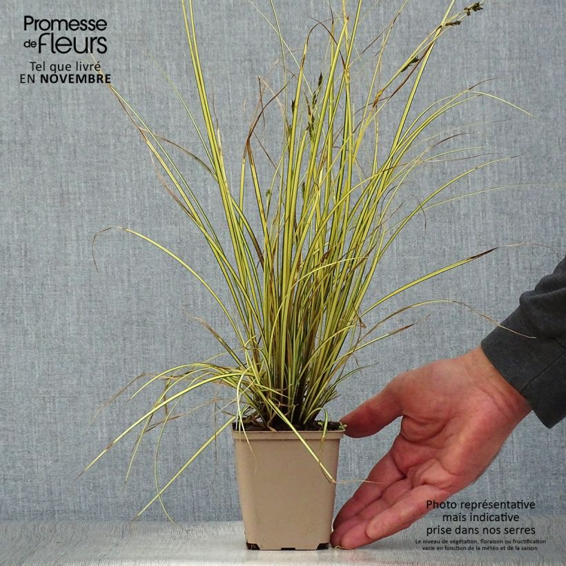 Spécimen de Carex brunnea Jenneke - Laîche Godet de 8/9 cm tel que livré en automne