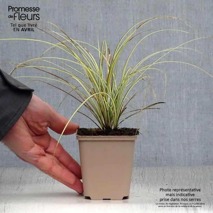 Spécimen de Carex brunnea Jenneke - Laîche Godet de 8/9 cm tel que livré au printemps