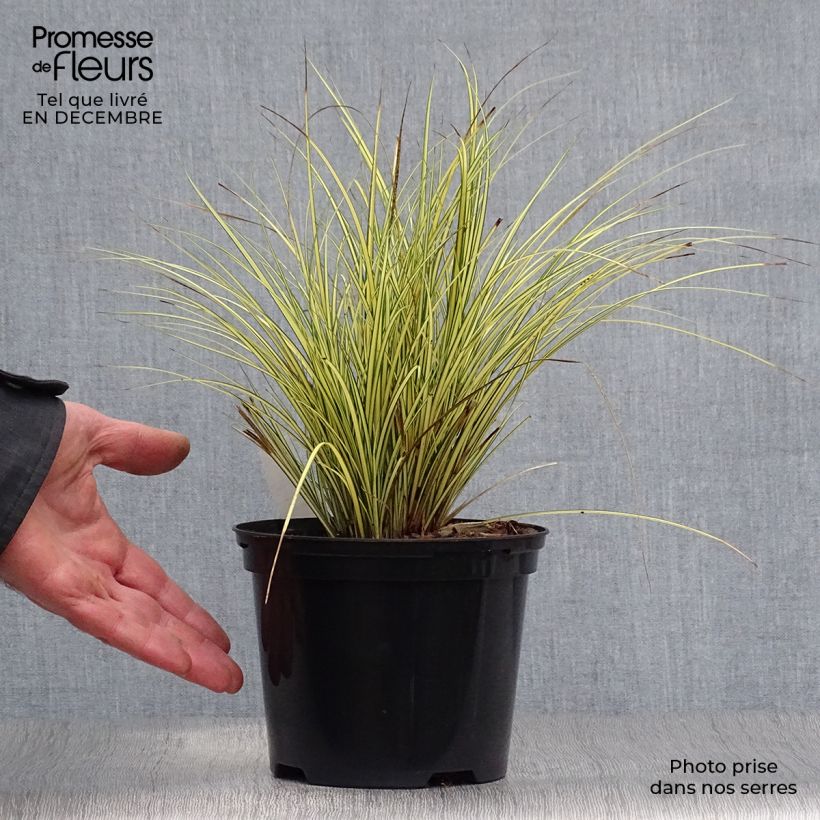 Spécimen de Carex brunnea Jenneke - Laîche Pot de 2L/3L tel que livré en hiver
