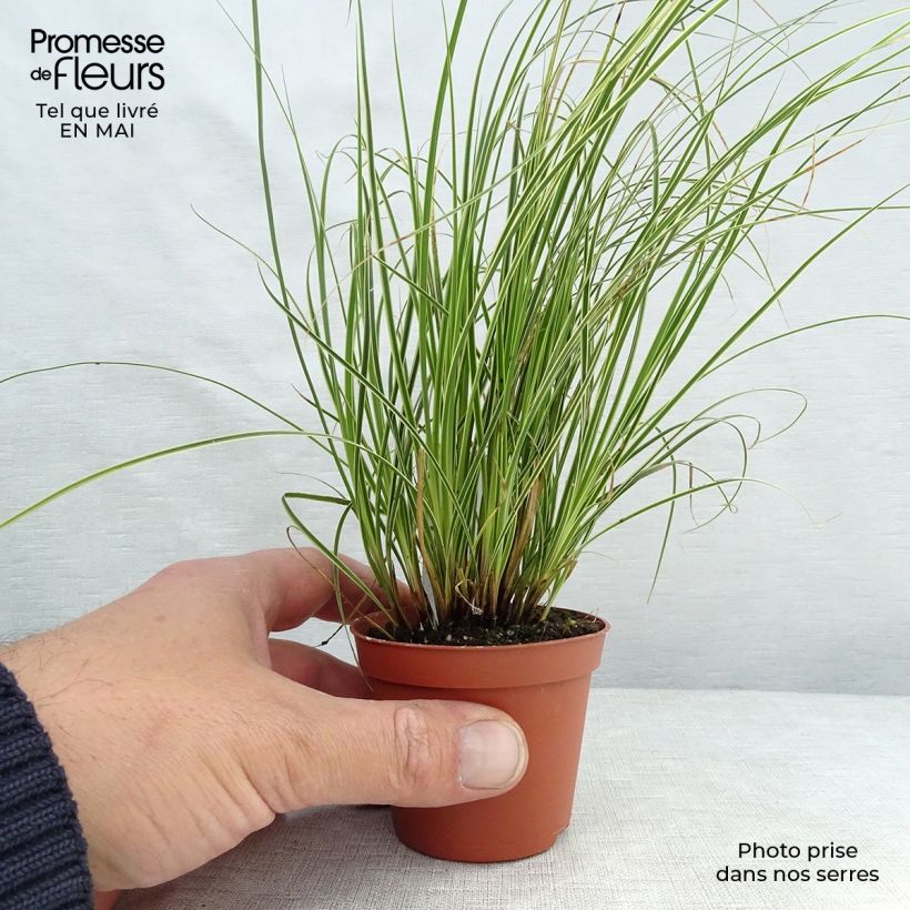 Spécimen de Carex brunnea Variegata - Laîche Godet de 8/9 cm tel que livré au printemps