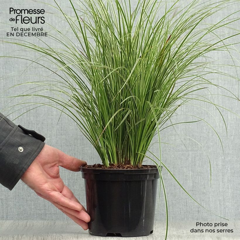 Spécimen de Carex brunnea Variegata - Laîche Pot de 2L/3L tel que livré en hiver