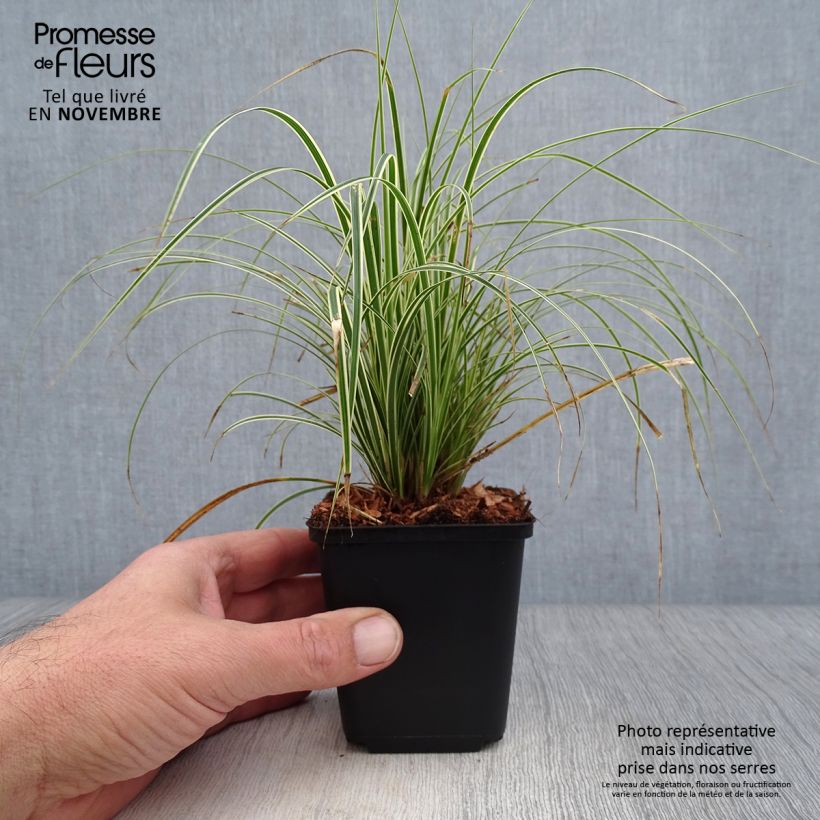 Spécimen de Carex brunnea Variegata - Laîche Godet de 8/9 cm tel que livré en automne