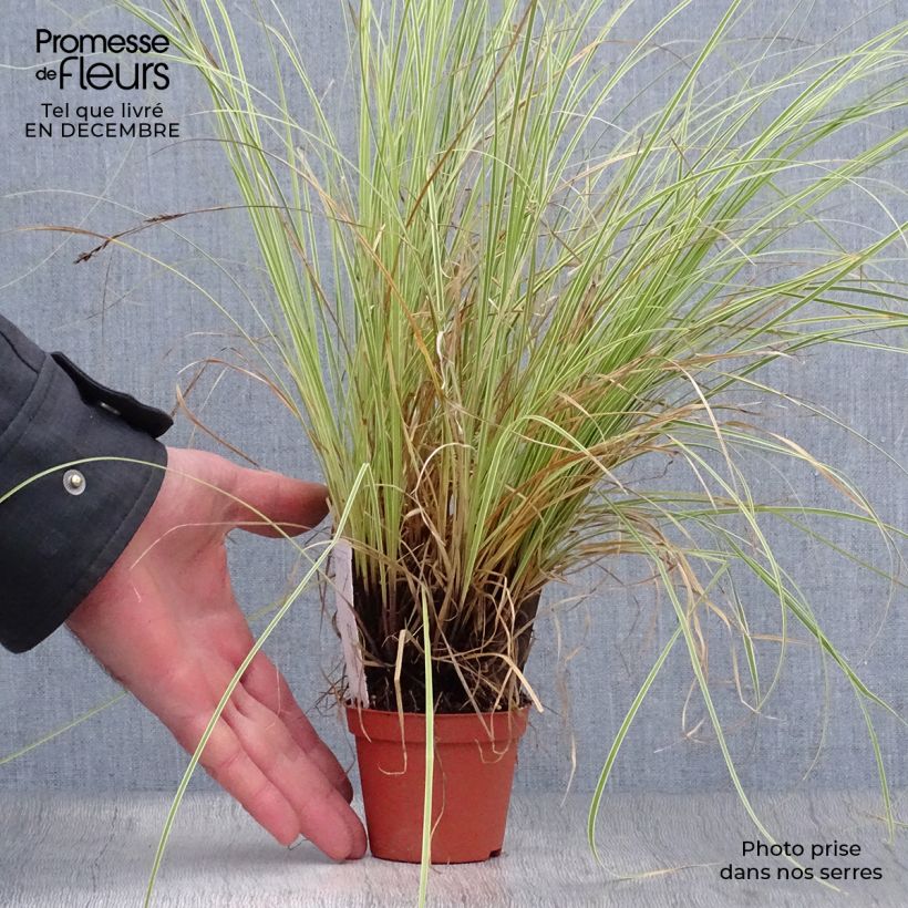 Spécimen de Carex brunnea Variegata - Laîche Godet de 8/9 cm tel que livré en hiver