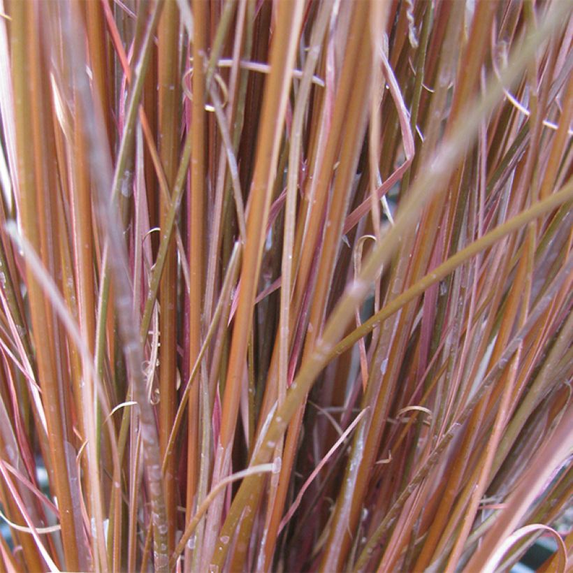 Carex buchananii - Laîche de Buchanan (Feuillage)