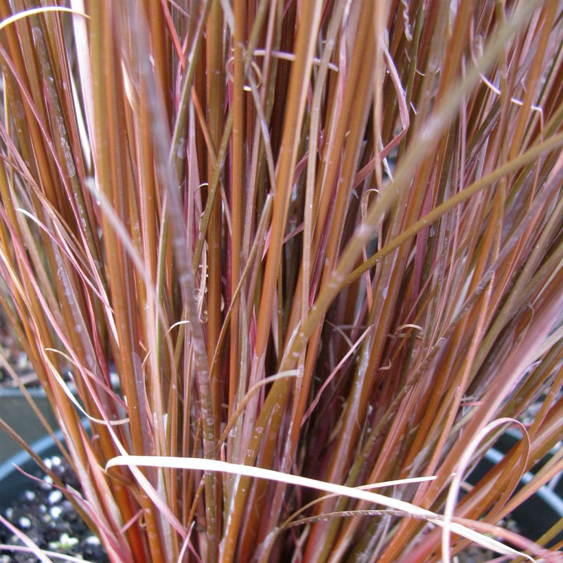 Carex buchananii Red Rooster - Laîche de Buchanan (Feuillage)