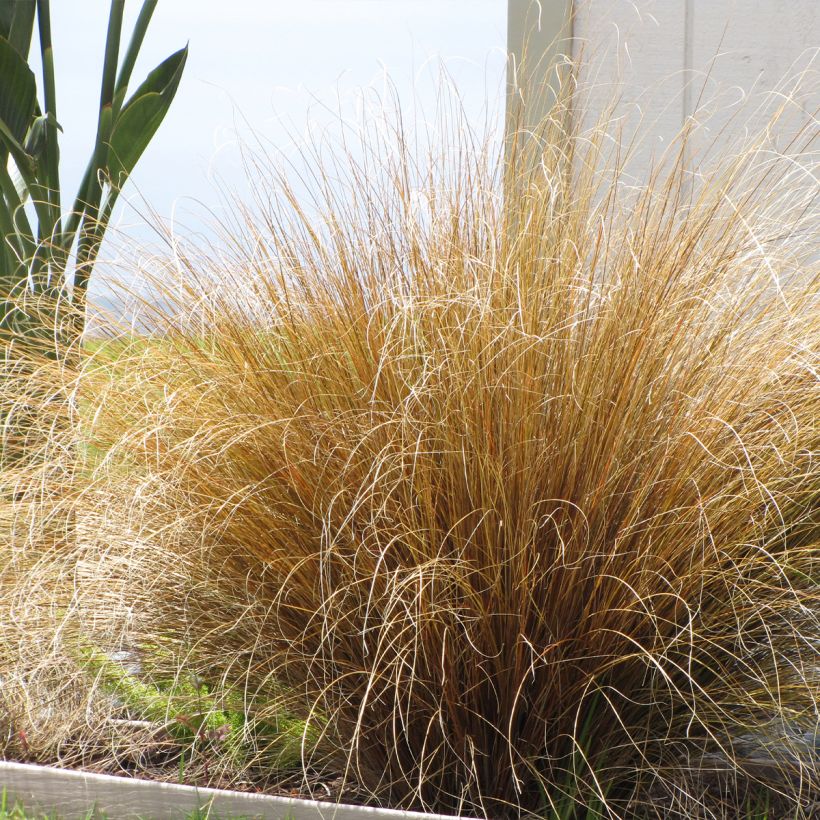 Carex buchananii Red Rooster - Laîche de Buchanan (Port)