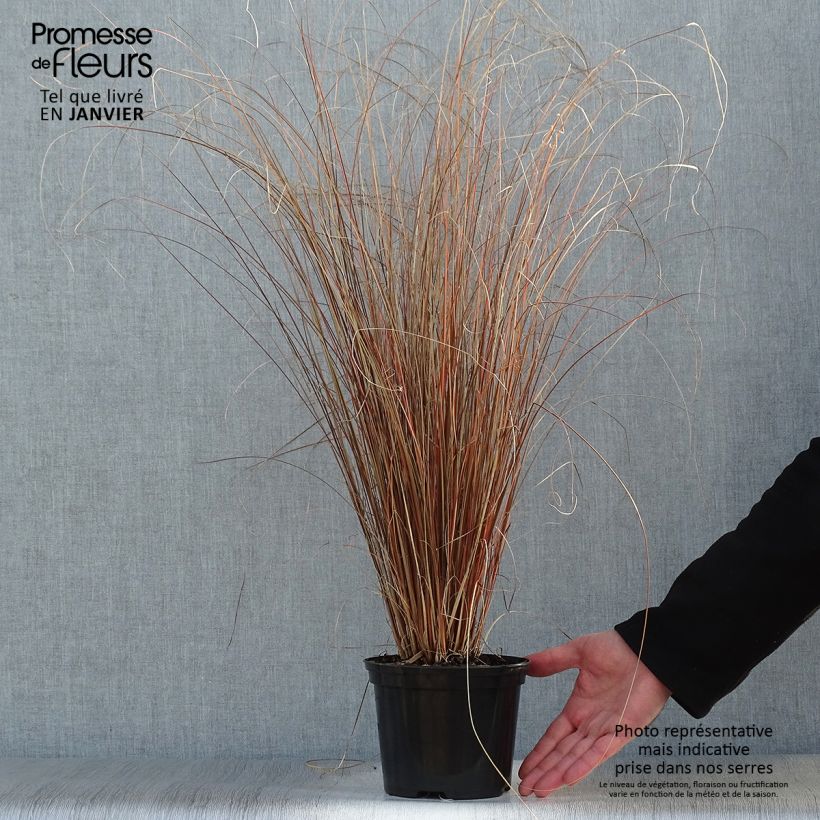 Spécimen de Carex buchananii Red Rooster - Laîche de Buchanan Pot de 2L/3L tel que livré en hiver