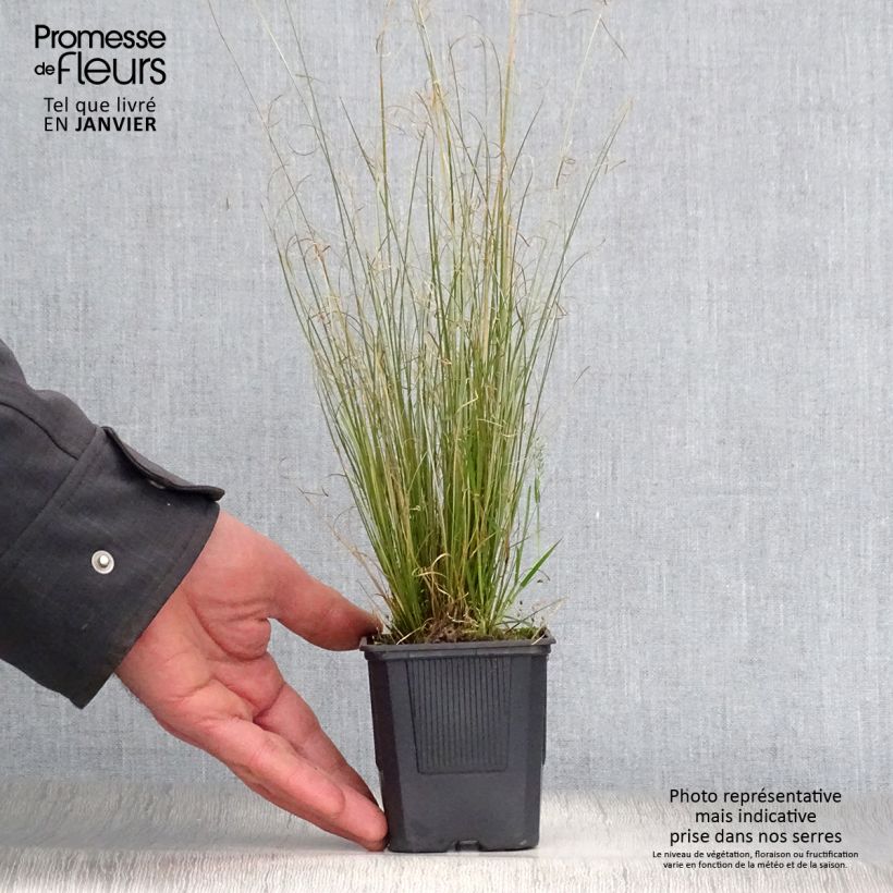 Spécimen de Carex buchananii Viridis - Laîche Godet de 8/9 cm tel que livré en hiver