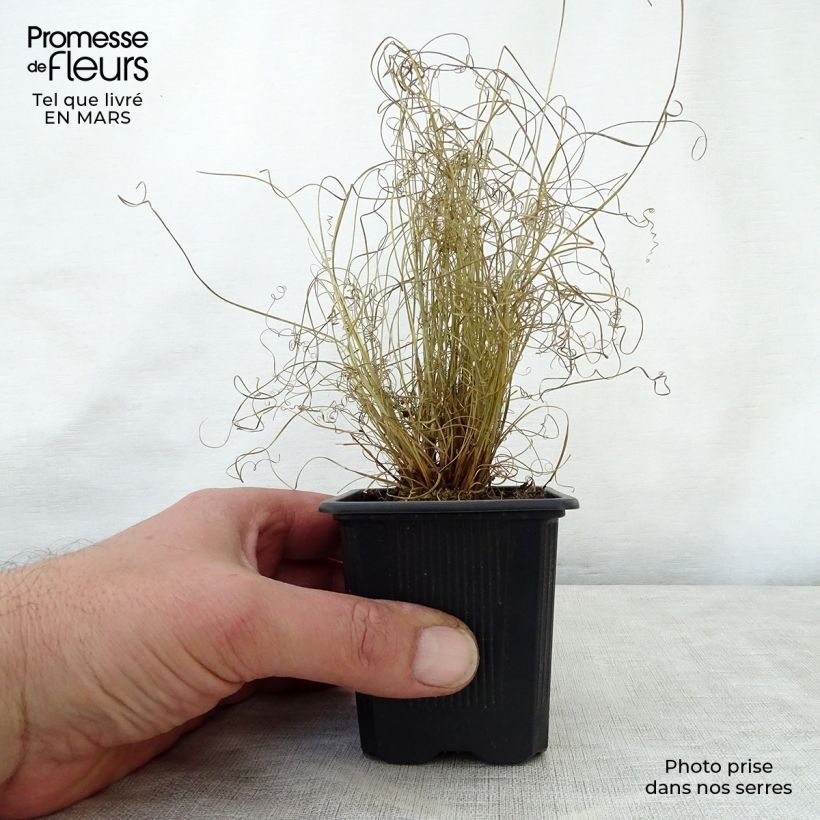 Spécimen de Carex buchananii Viridis - Laîche Godet de 8/9 cm tel que livré au printemps