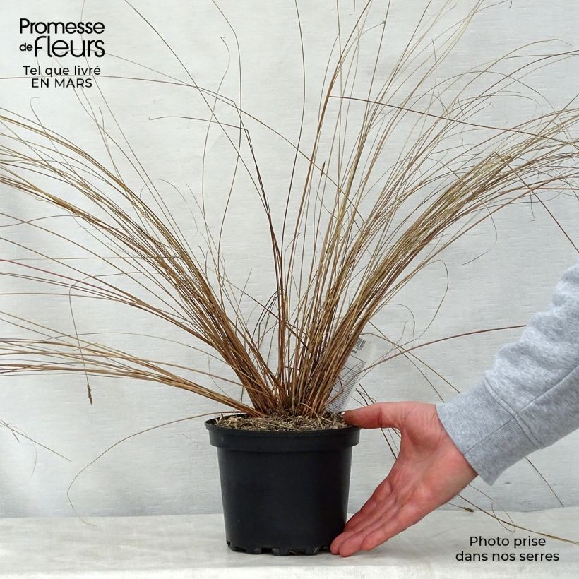 Spécimen de Carex buchananii - Laîche de Buchanan Pot de 2L/3L tel que livré au printemps