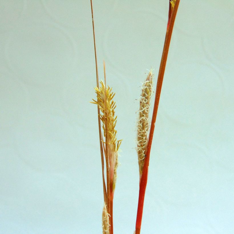 Carex buchananii - Laîche de Buchanan (Floraison)