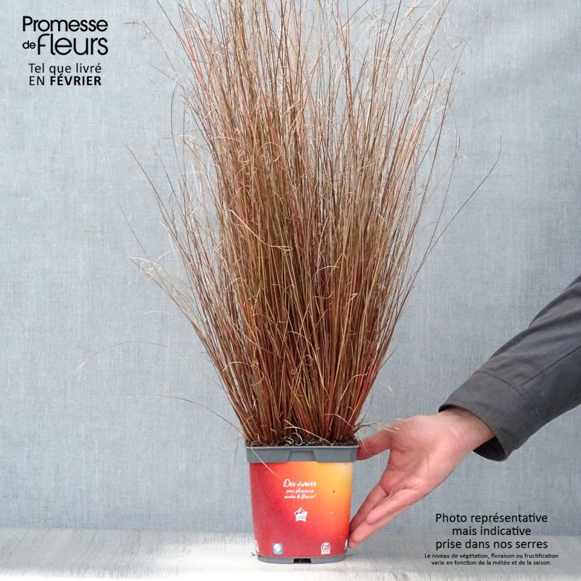 Spécimen de Carex buchananii - Laîche de Buchanan Pot de 2L/3L tel que livré en hiver