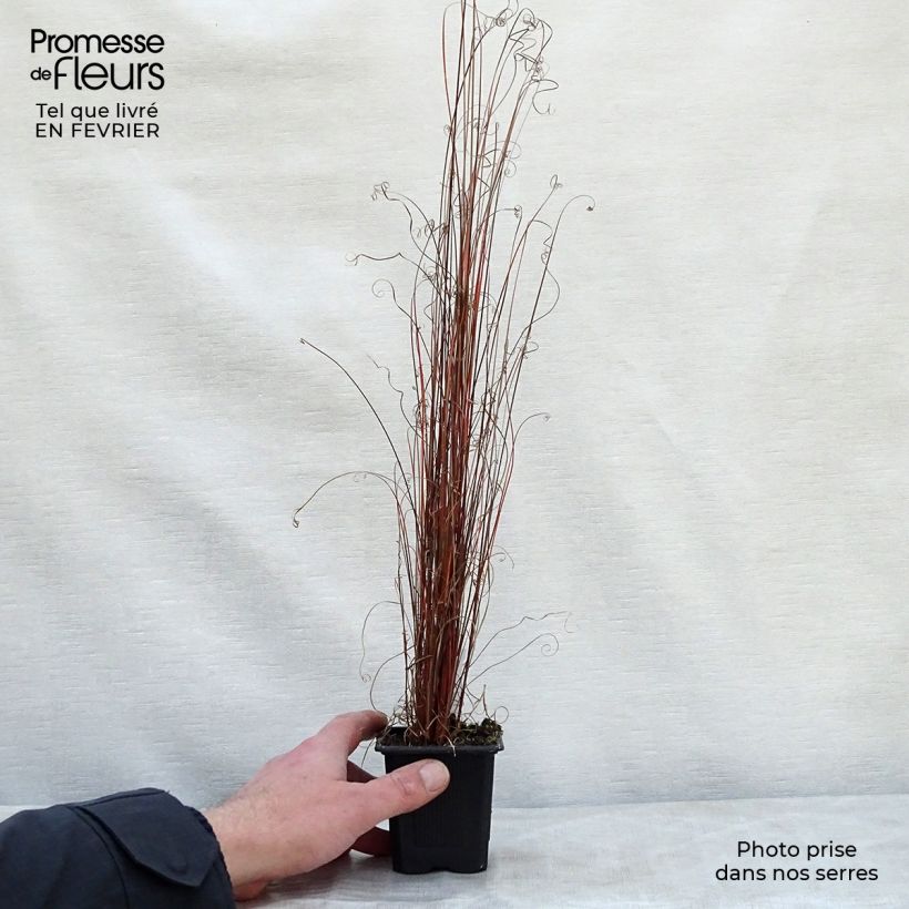 Spécimen de Carex buchananii - Laîche de Buchanan Godet de 8/9 cm tel que livré en hiver