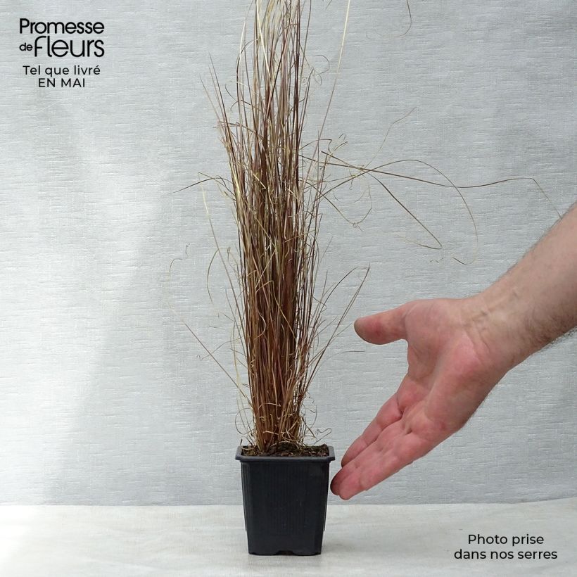 Spécimen de Carex buchananii - Laîche de Buchanan Godet de 8/9 cm tel que livré au printemps