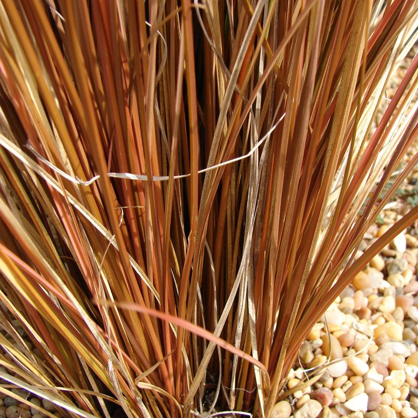 Carex comans Bronco - Laîche de Nouvelle-Zélande (Feuillage)