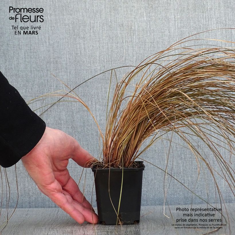 Spécimen de Carex comans Bronco - Laîche de Nouvelle-Zélande  Godet de 8/9 cm tel que livré en hiver