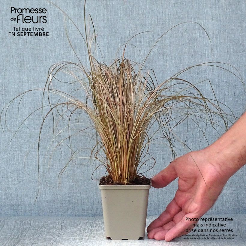 Spécimen de Carex comans Bronco - Laîche de Nouvelle-Zélande  Godet de 8/9 cm tel que livré en automne