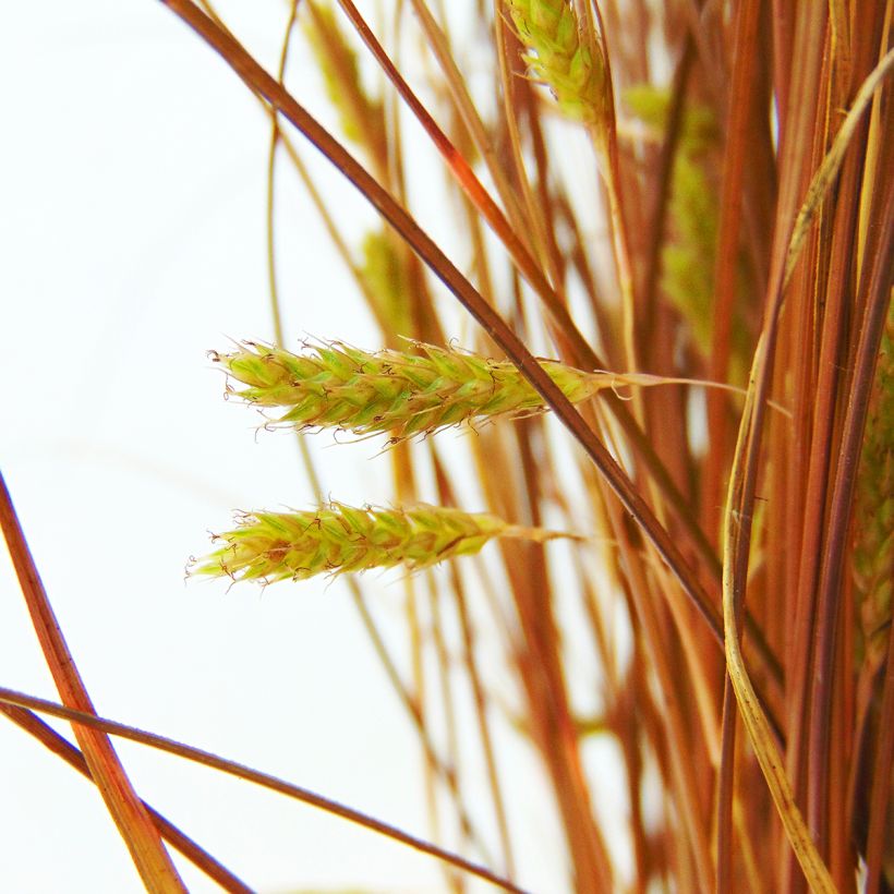 Carex comans Bronze Form - Laîche de Nouvelle-Zélande (Floraison)