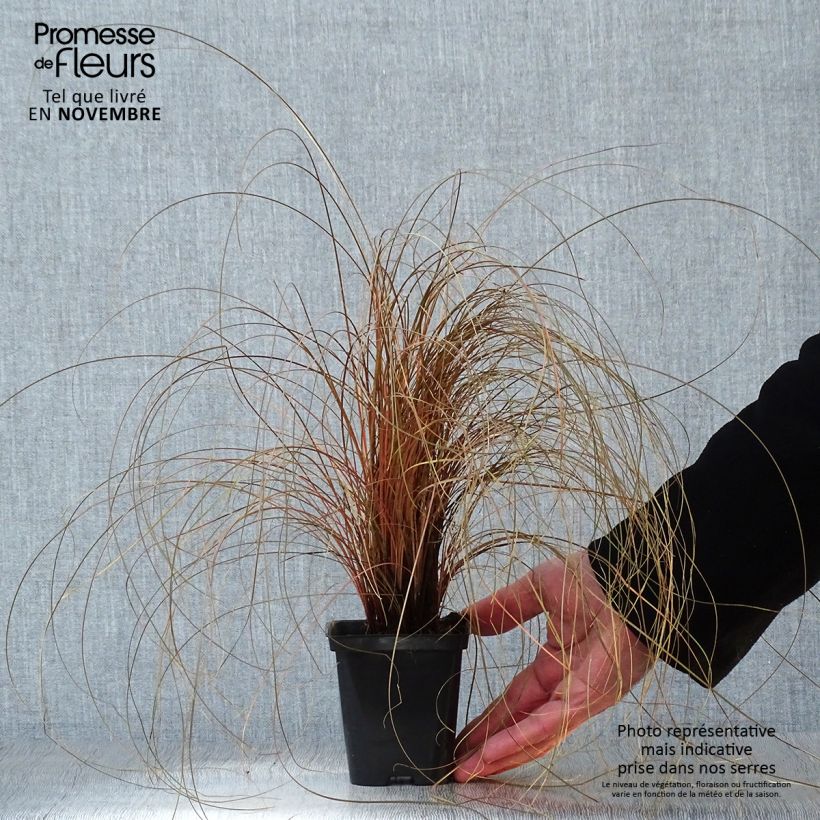 Spécimen de Carex comans Bronze Form - Laîche de Nouvelle-Zélande Godet de 8/9 cm tel que livré en automne