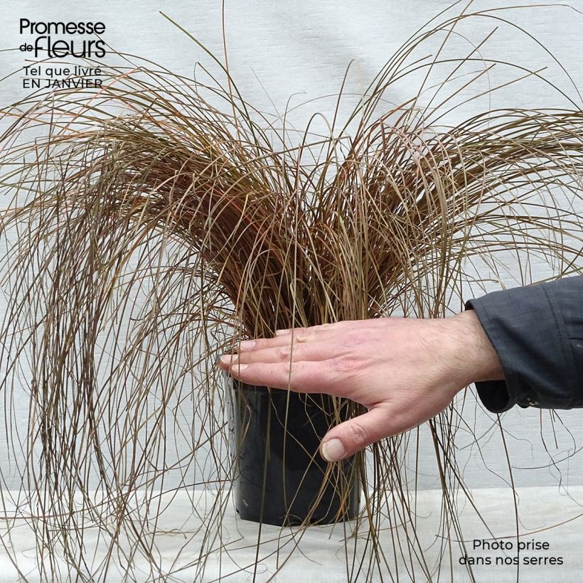Spécimen de Carex comans Bronze Form - Laîche de Nouvelle-Zélande Pot de 2L/3L tel que livré en hiver