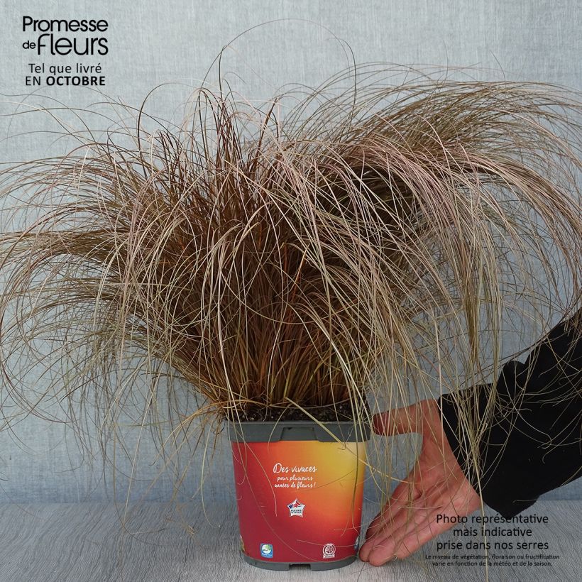 Spécimen de Carex comans Bronze Form - Laîche de Nouvelle-Zélande Pot de 2L/3L tel que livré en automne