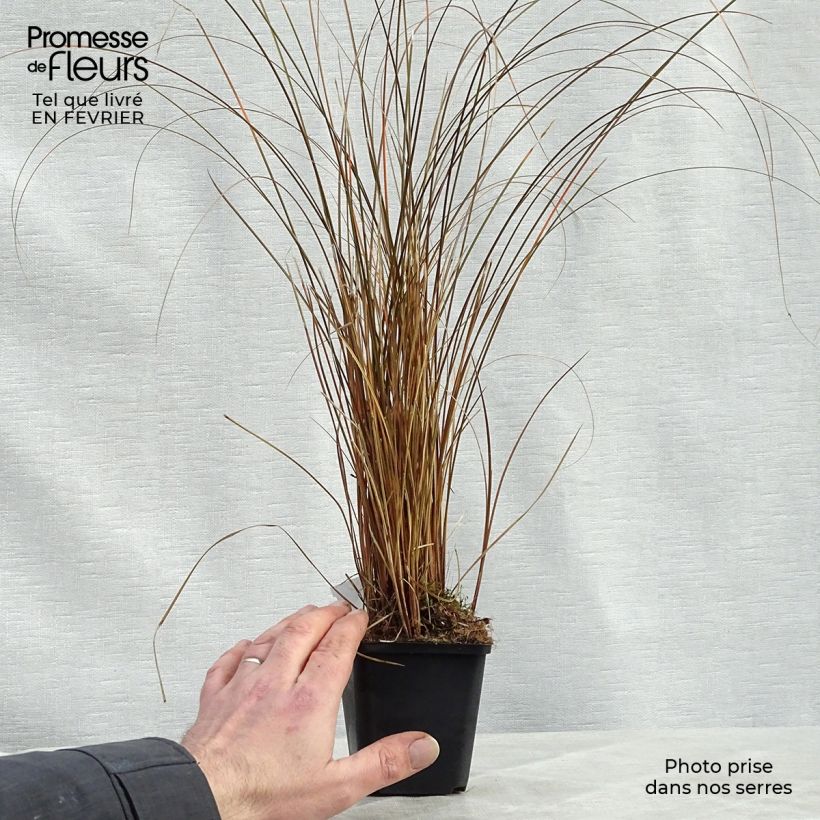 Spécimen de Carex comans Milk Chocolate - Laîche Godet de 8/9 cm tel que livré en hiver