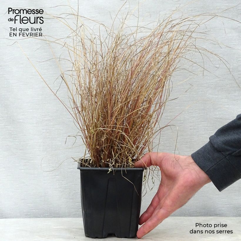 Spécimen de Carex comans Milk Chocolate - Laîche Pot de 2L/3L tel que livré en hiver