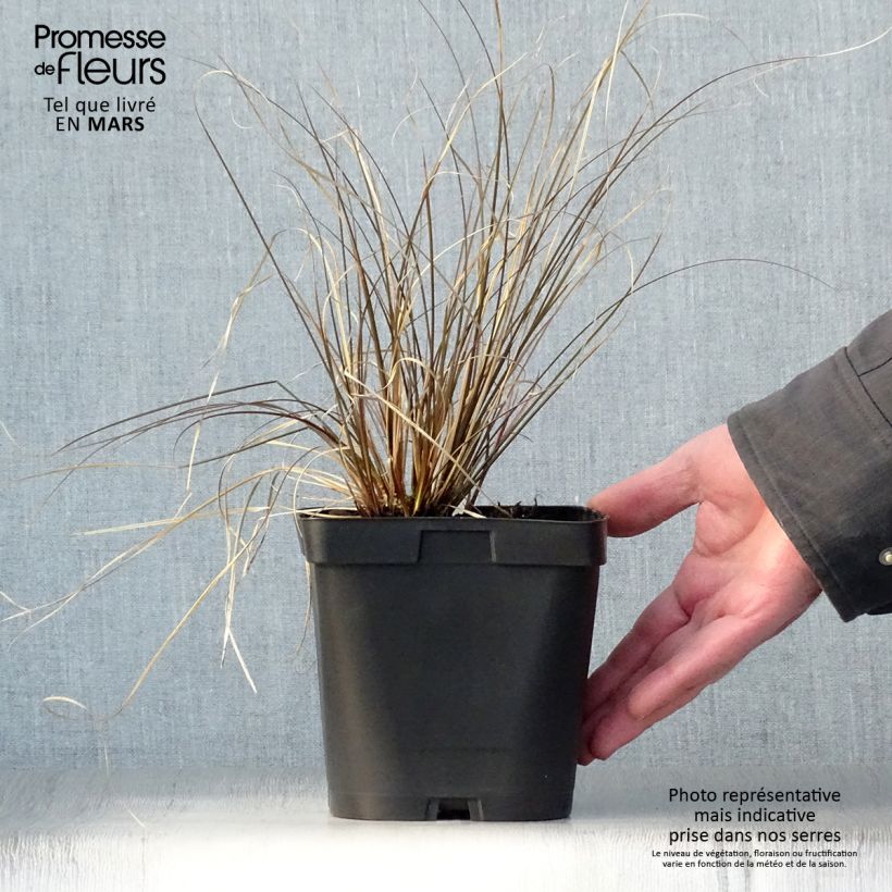 Spécimen de Carex comans Milk Chocolate - Laîche Pot de 2L/3L tel que livré au printemps
