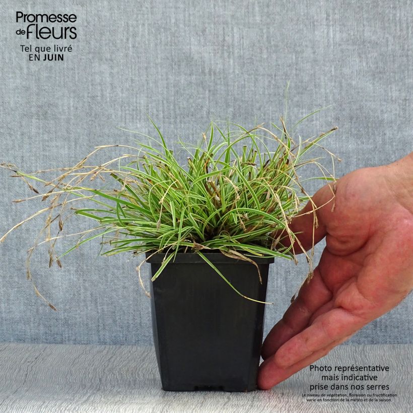 Spécimen de Carex conica Snowline - Laîche de Corée Godet de 8/9 cm tel que livré en été