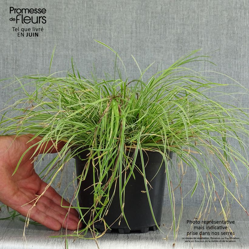 Spécimen de Carex conica Snowline - Laîche de Corée Pot de 2L/3L tel que livré en été