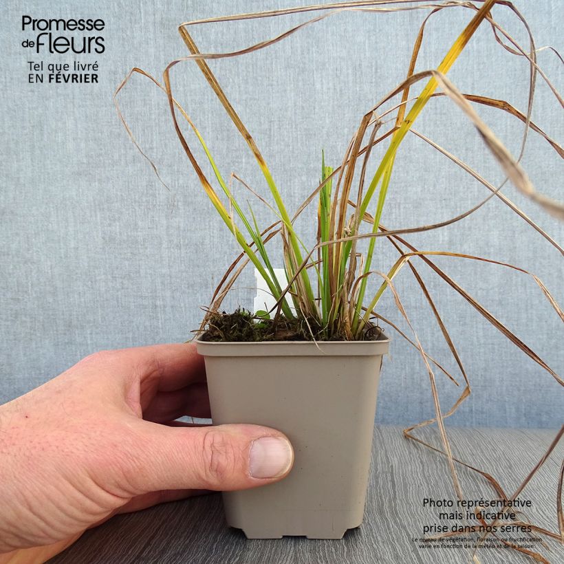 Spécimen de Carex elata Aurea - Laîche dorée Godet de 8/9 cm tel que livré en hiver