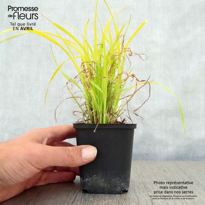 Spécimen de Carex elata Aurea - Laîche dorée Godet de 8/9 cm tel que livré au printemps