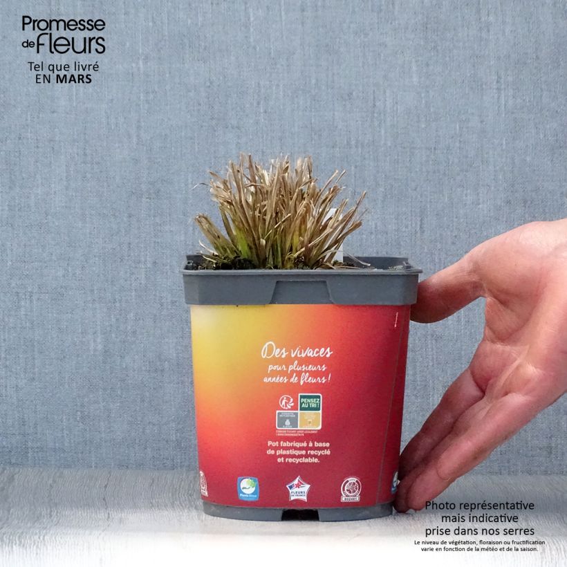 Spécimen de Carex elata Aurea - Laîche dorée Pot de 2L/3L tel que livré au printemps