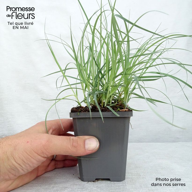 Spécimen de Carex flacca Blue Zinger - Laîche glauque Godet de 8/9 cm tel que livré au printemps