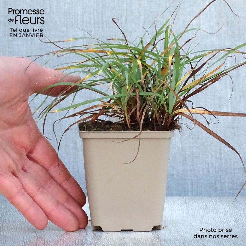 Spécimen de Carex flacca Blue Zinger - Laîche glauque Godet de 8/9 cm tel que livré en hiver